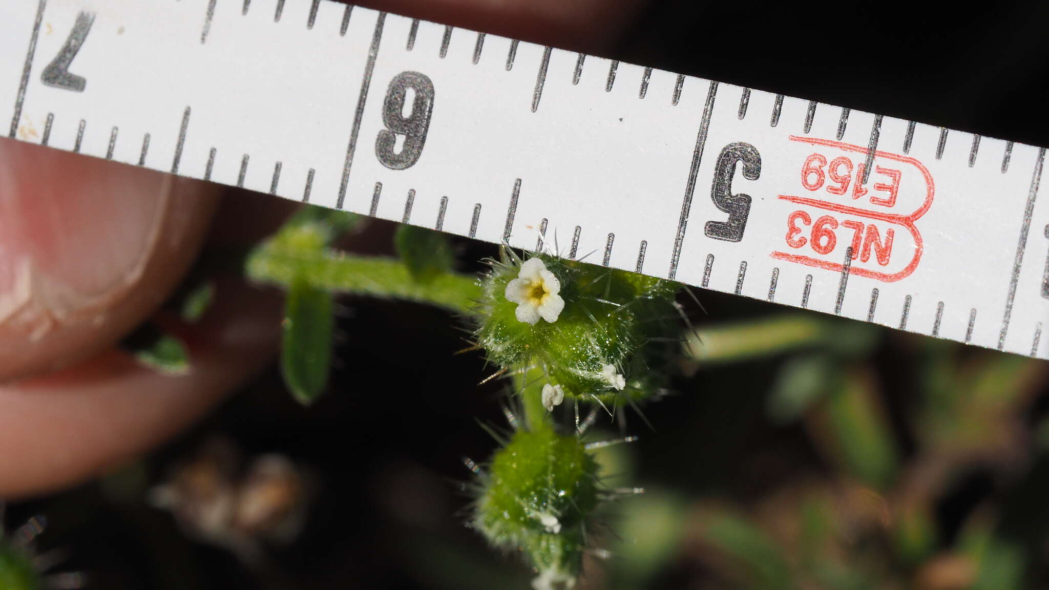 Plancia ëd Cryptantha pterocarya var. cycloptera (Greene) J. F. Macbr.