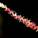 Image of Platystele densiflora P. Ortiz
