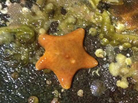 Image of Tesselated slime star