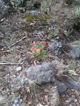 Image of Spigelia speciosa Kunth