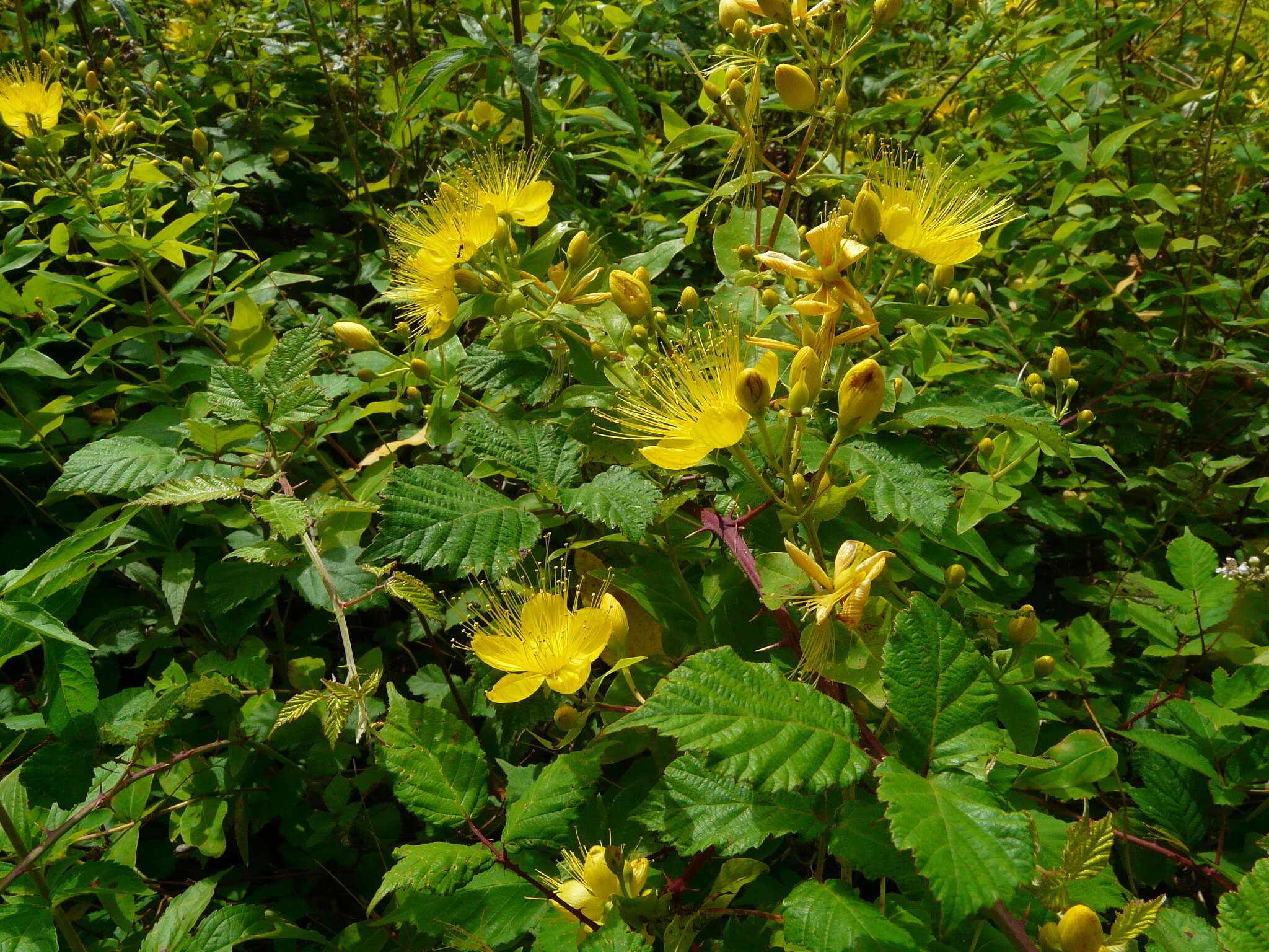 Image of Hypericum hircinum L.