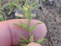 Image of Narrow-Leaf Paleseed