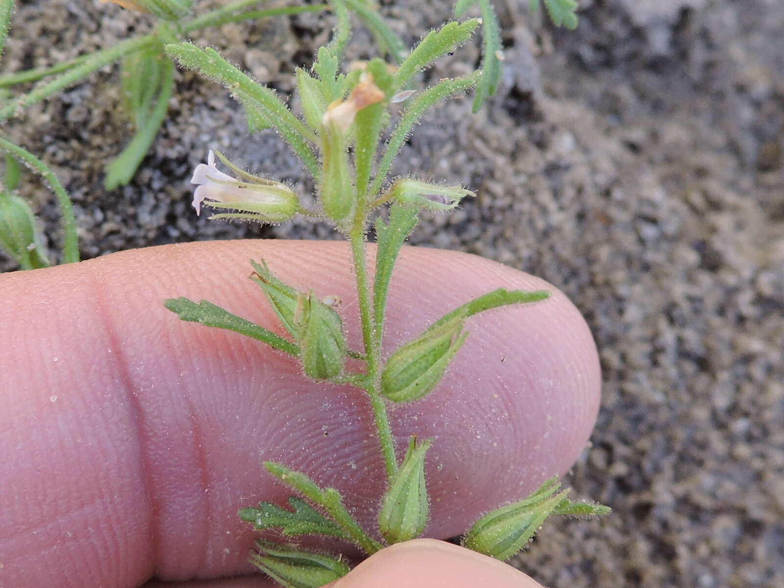 Image of Narrow-Leaf Paleseed