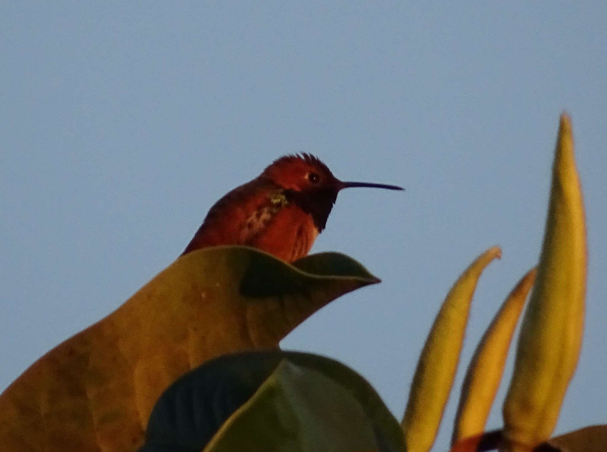 Image of Allen's Hummingbird