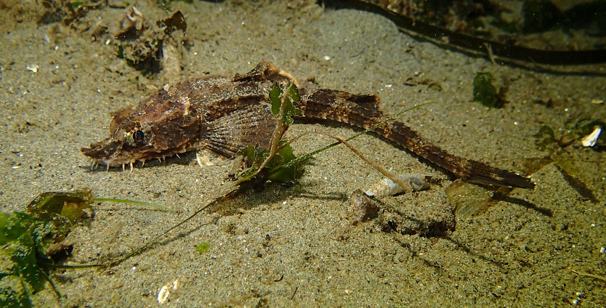 Image of Northern spearnose poacher