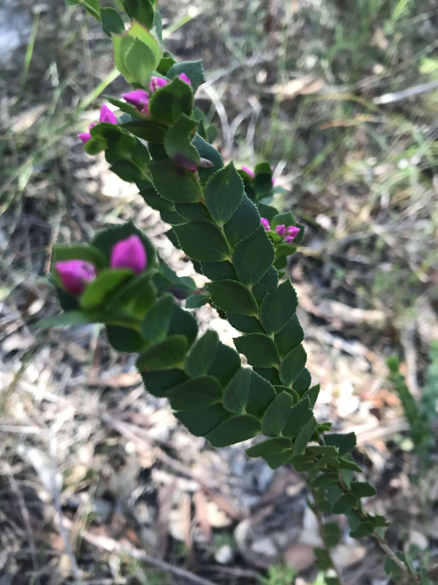 Image of Australian Native Rose