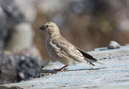 Image of Mongolian Finch