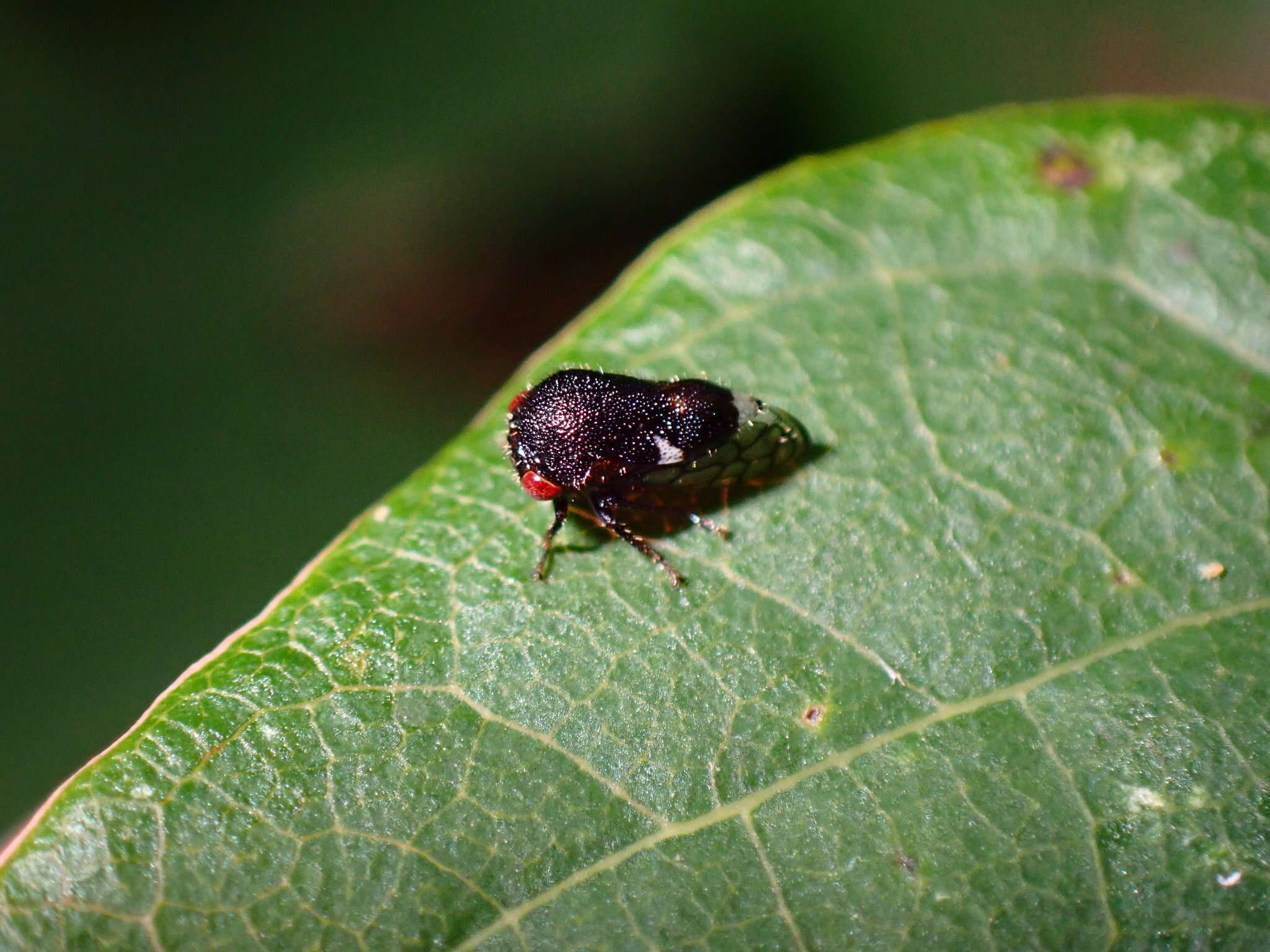 Image of Black Locust Treehopper