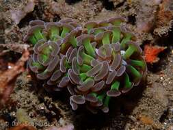 Image of Branching Anchor Coral