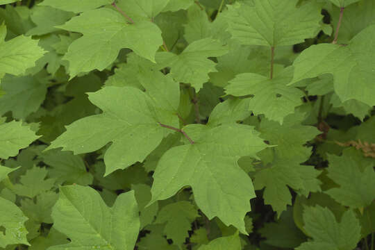 Image of Sargent's Viburnum