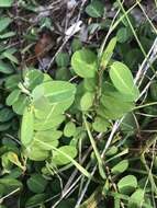 Image of white moneywort