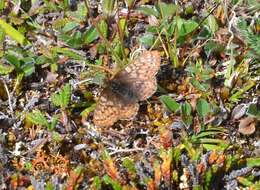 Image of Dingy Fritillary