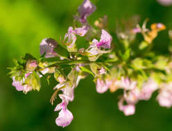 Image of Canada germander