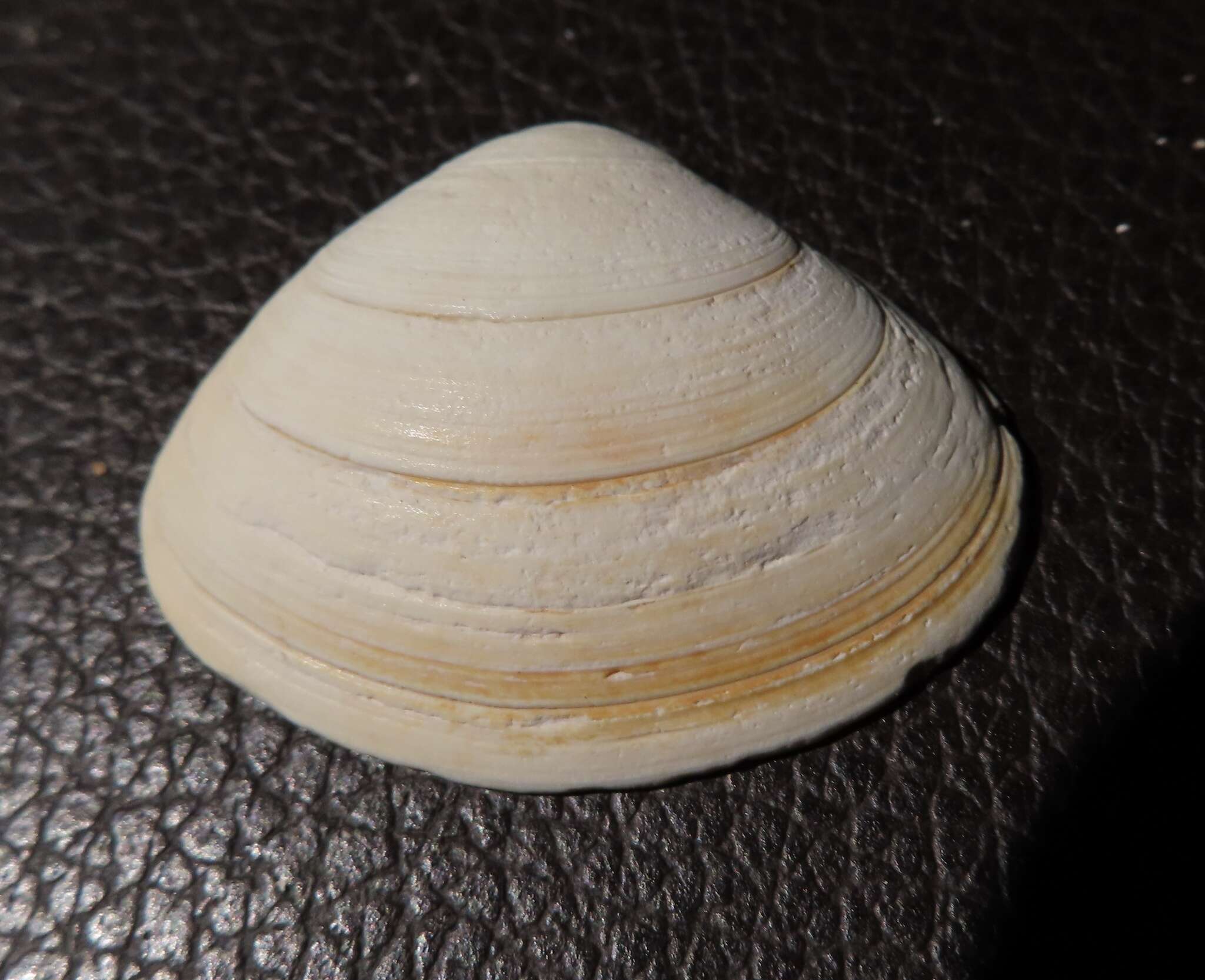 Image of surf clam