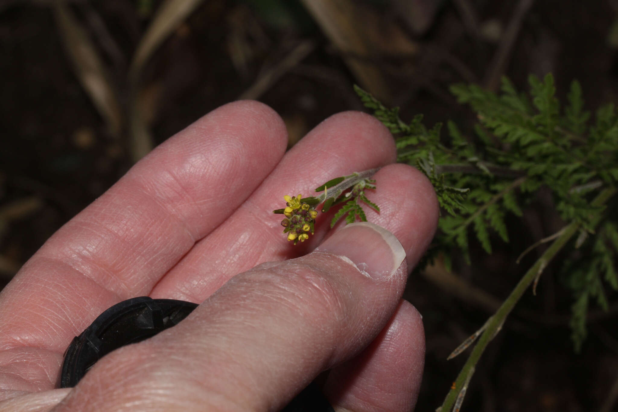 Image of Descurainia myriophylla (Willd. ex DC.) R. E. Fr.