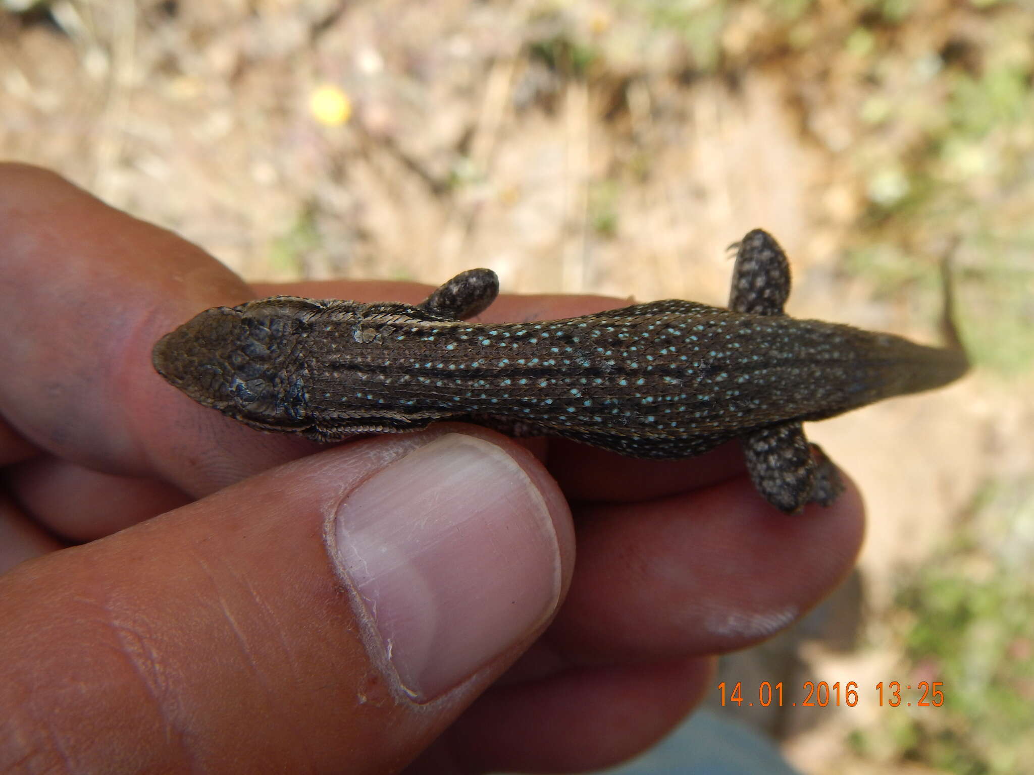 Image of Brown Tree Iguana