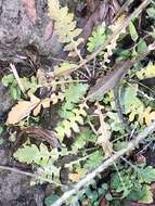 Image of Southern Marsh Yellowcress