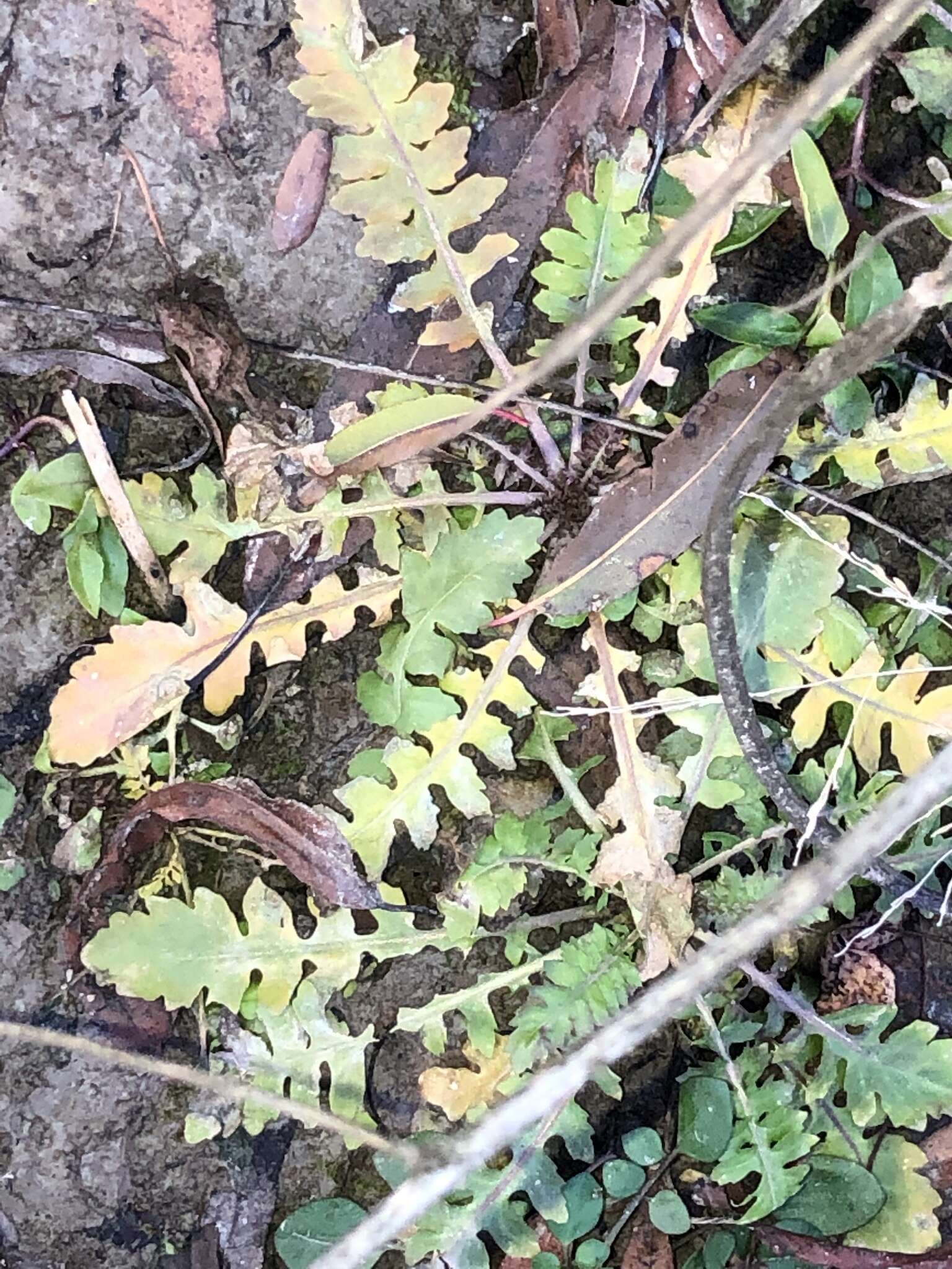 Image of Southern Marsh Yellowcress