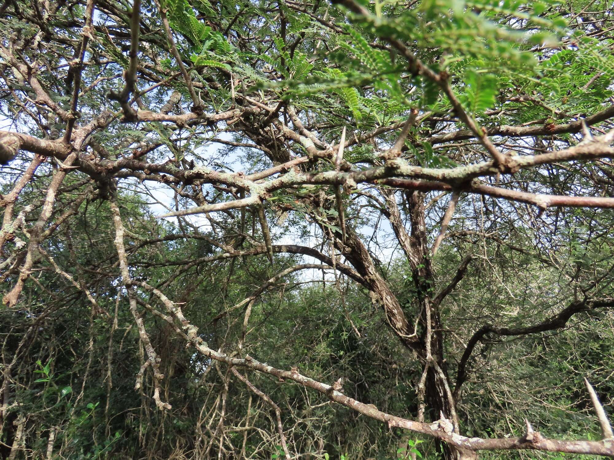 Vachellia grandicornuta (Gerstner) Seigler & Ebinger resmi