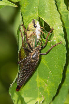 Image of Microstylum morosum Loew 1872