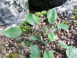 Image of Brachyglottis southlandica (Cockayne) B. Nord.