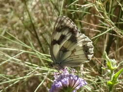 Imagem de Melanargia lachesis Hübner 1790