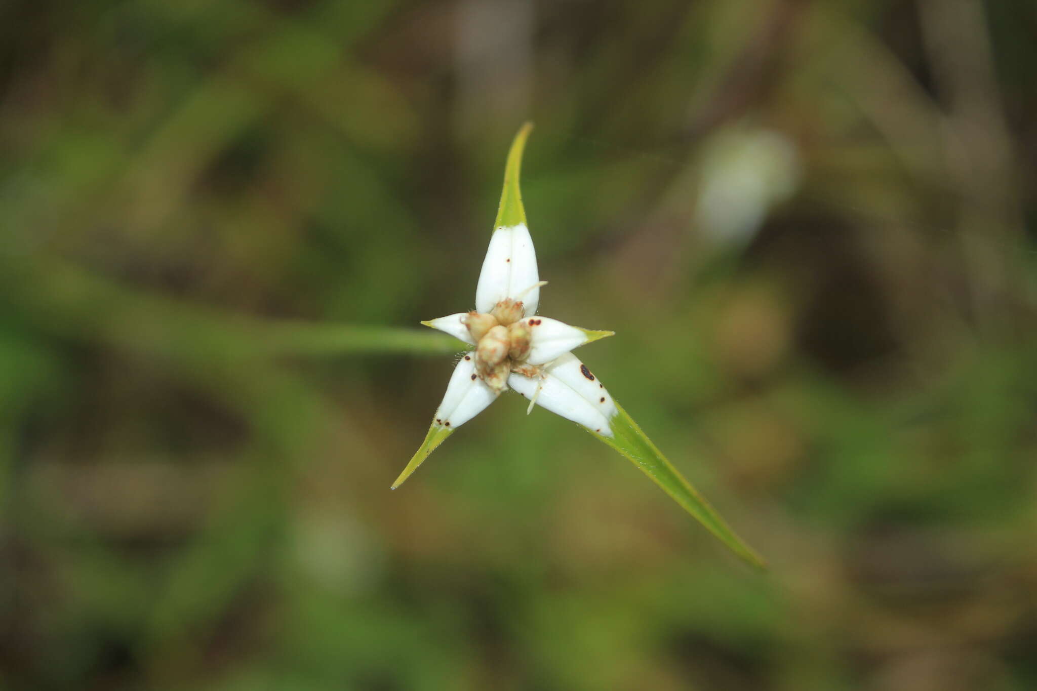 Image of Rhynchospora blepharophora (J. Presl & C. Presl) H. Pfeiff.