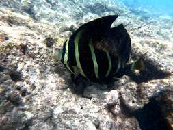 Слика од Zebrasoma veliferum (Bloch 1795)