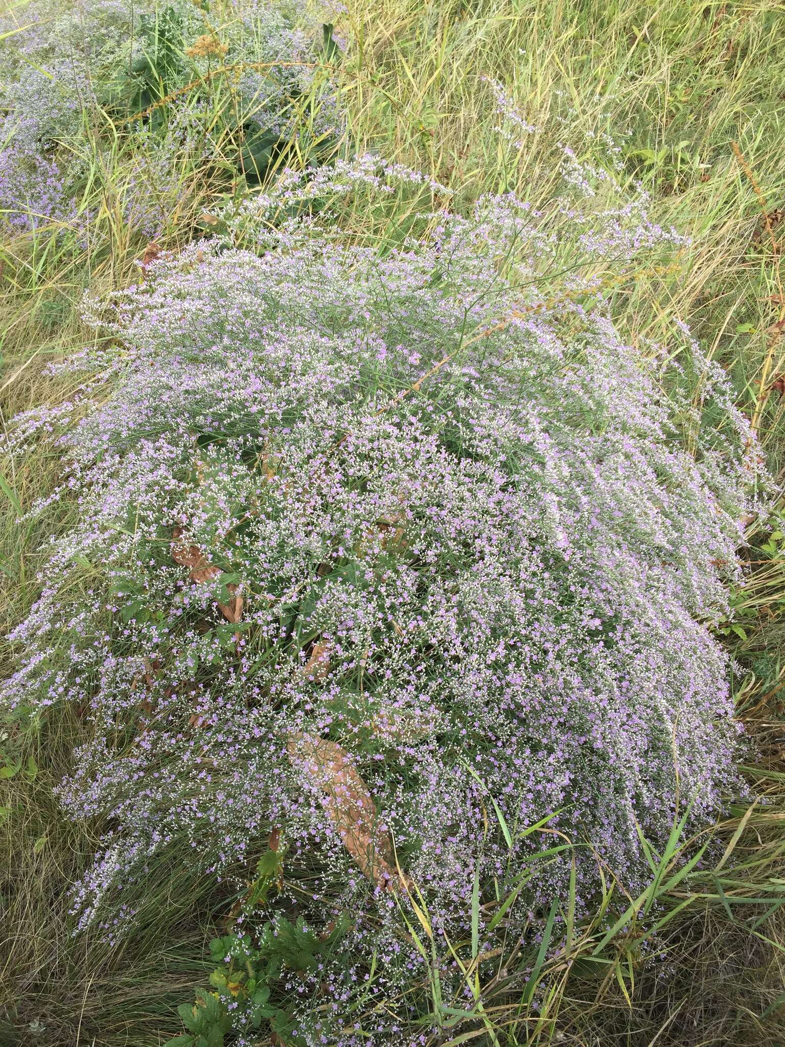 Imagem de Limonium gerberi A. Soldano