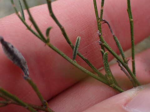 صورة Indigofera leptocarpa Eckl. & Zeyh.