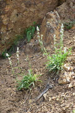 Image of whitestem frasera