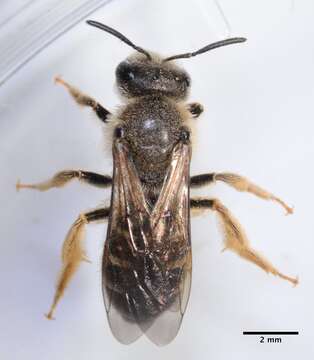 Image of Orange-legged furrow bee