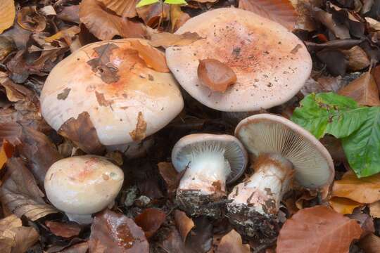 Слика од Cortinarius rufo-olivaceus (Pers.) Fr. 1838