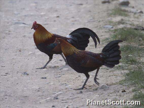 Image of Red Junglefowl