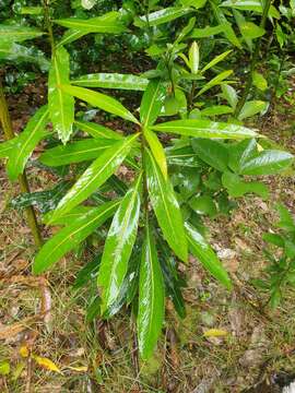 Image of Pseudopanax chathamicus Kirk