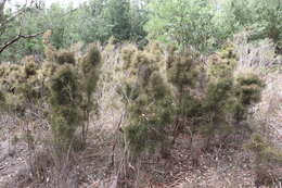 Image of Hakea ulicina R. Br.