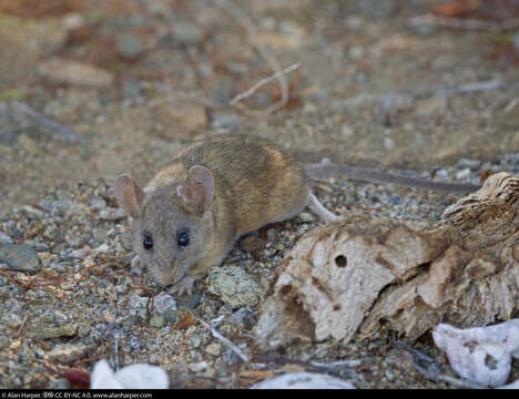 Image of Peromyscus caniceps Burt 1932