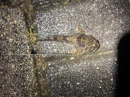 Image of Padded sculpin