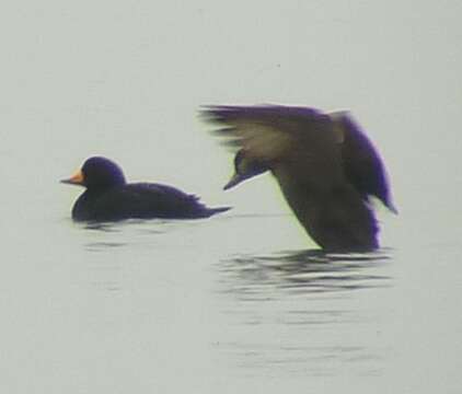 Image of American Scoter