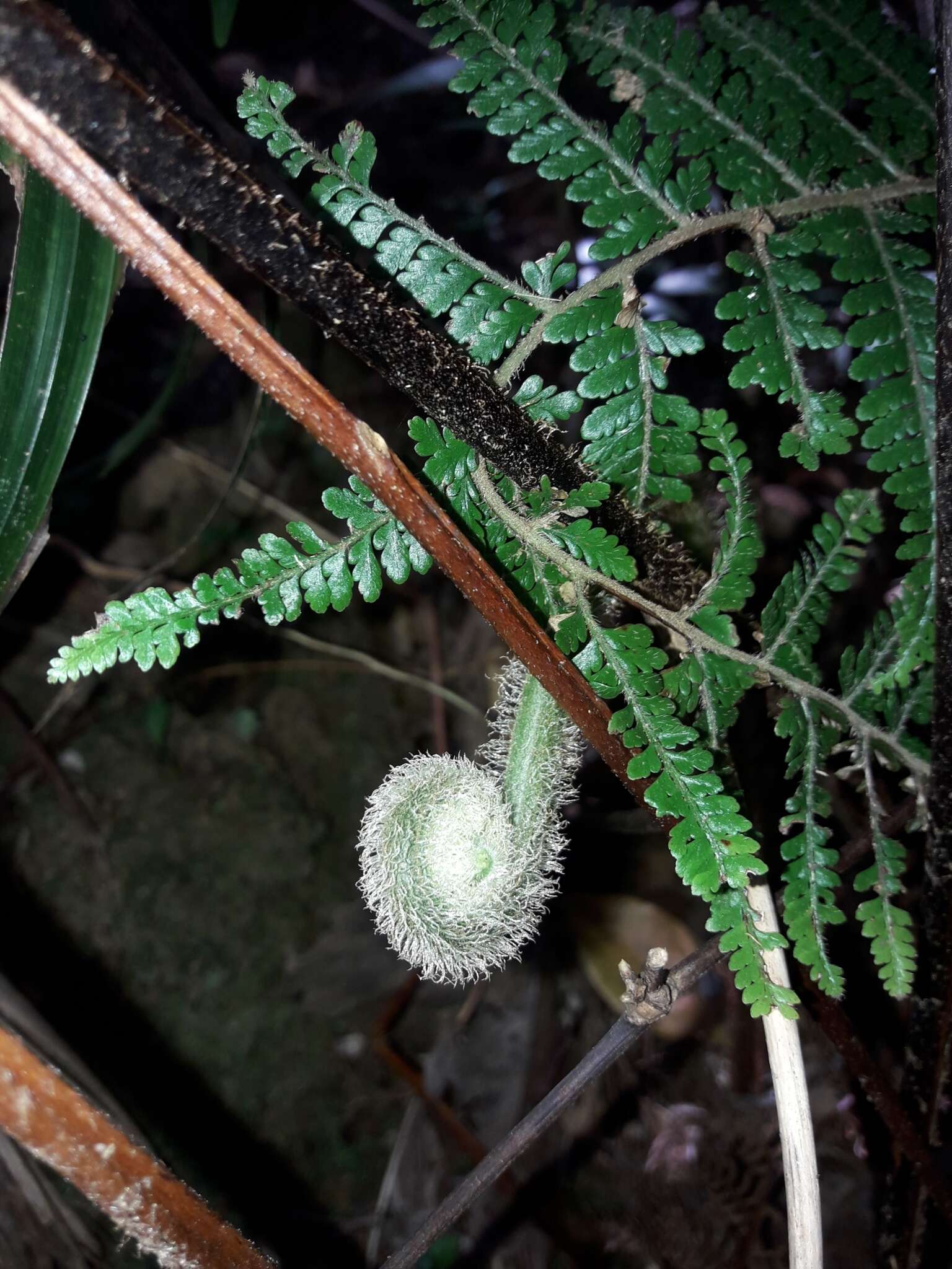 Image of Oenotrichia maxima (Fourn.) Copel.