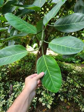 Plancia ëd Ficus altissima Bl.