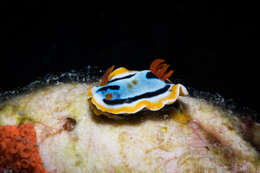 Image of Chromodoris colemani Rudman 1982