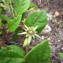Image of Passiflora cobanensis Killip