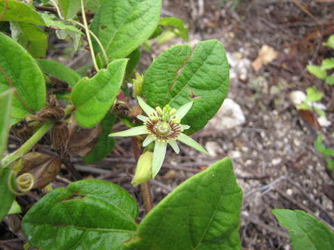 Слика од Passiflora cobanensis Killip