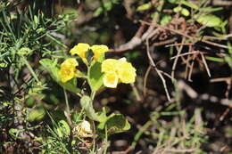 Image of Yellow geiger