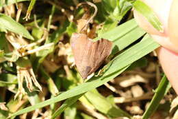 Image of Hyblaea ibidias Turner 1902