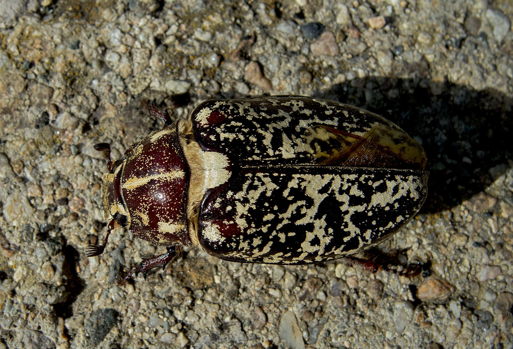 Image of Polyphylla fullo (Linnaeus 1758)