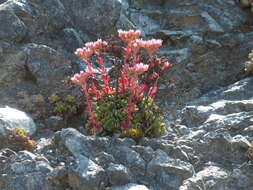 Sedum laxum subsp. laxum的圖片