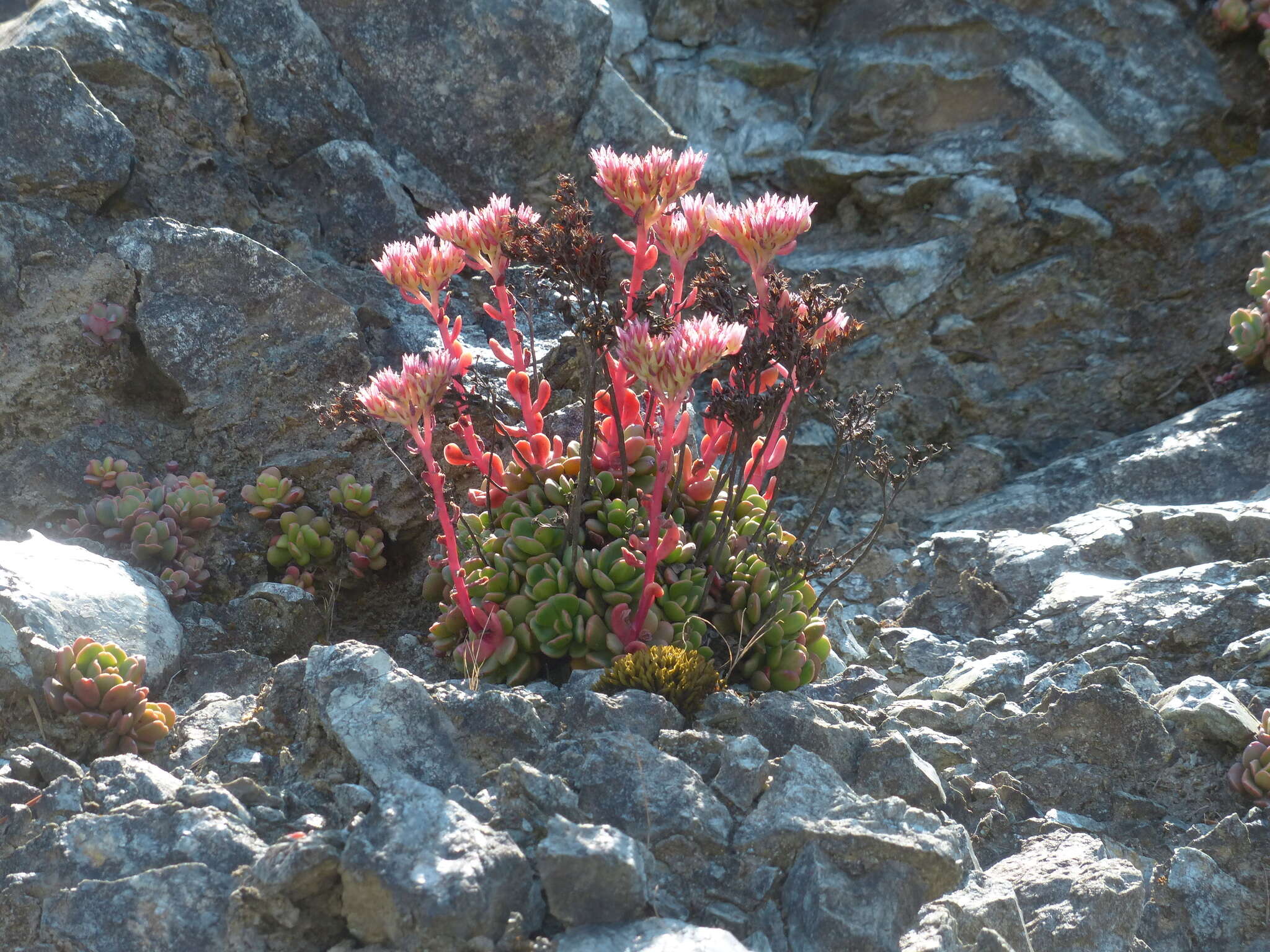 Sedum laxum subsp. laxum的圖片