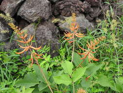 Plancia ëd Erythrina leptorhiza DC.